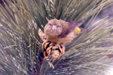 Nepean, ON - Apr. 25, 1988 - female