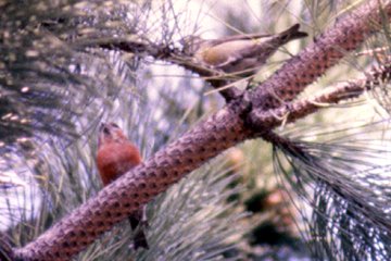 Nepean, ON - Apr. 25, 1988 - male and female
