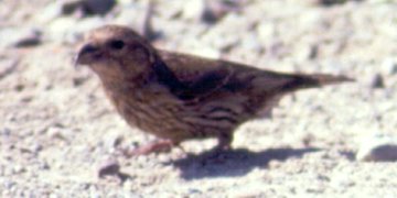 Cranbrook, BC - Jul. 30, 1990 - juvenile