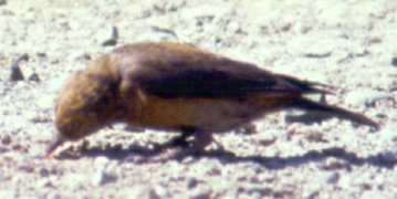 Cranbrook, BC - Jul. 30, 1990 - female