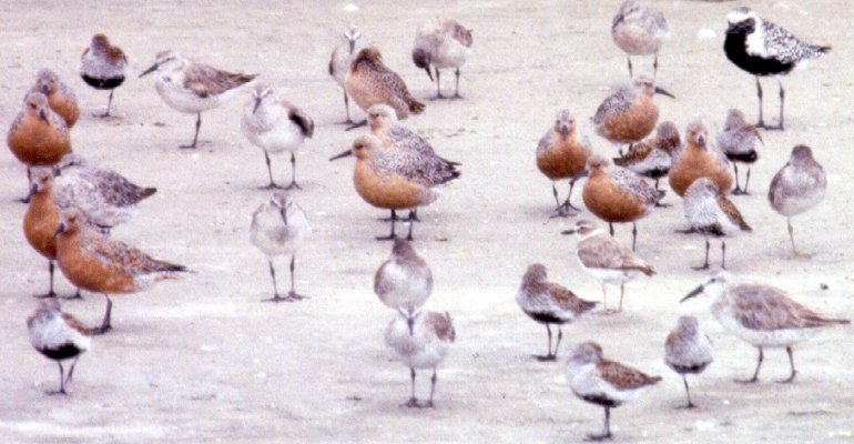 Fort Myers Beach, FL - May 8, 1985