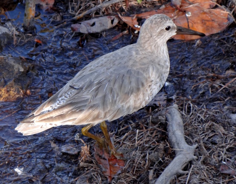 Ding Darling NWR, Sanibel Island, FL - Jan. 14, 2013 - adult non-breeding