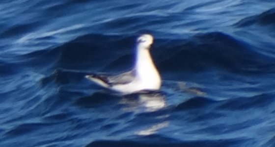Offshore from Sambro, NS - Sep. 21, 2013 - sitting on water