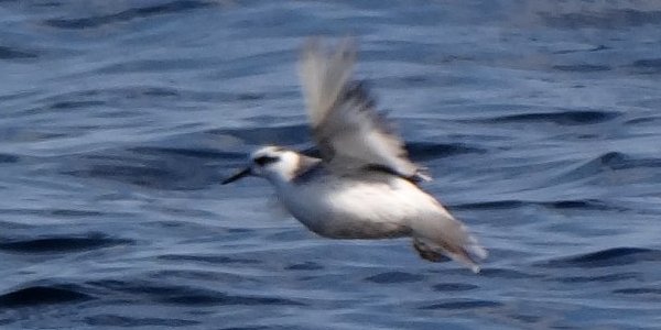 Offshore from Lower West Pubnico, NS - Aug. 16, 2014 - in flight