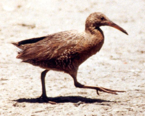 Imperial Beach, CA - May 25, 1980