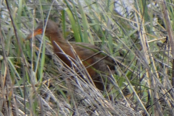 Tijuana Slough National Wildlife Refuge, North McCoy Trail, CA - Apr. 24, 2013