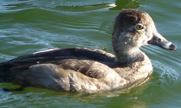 Gilbert Water Farms, Gilbert, AZ - Dec. 25, 2010 - female