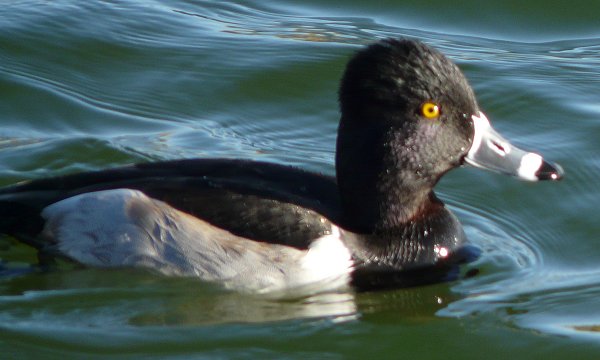 Gilbert Water Farms, Gilbert, AZ - Dec. 25, 2010 - male
