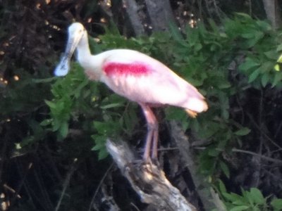 Mrazek Pond, Everglades National Park, FL - Jan. 12, 2013