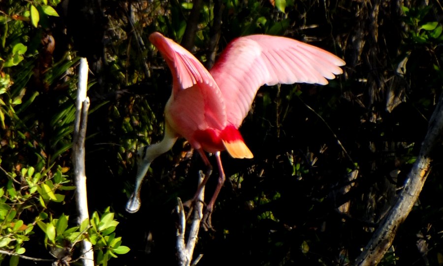 Mrazek Pond, Everglades National Park, FL - Jan. 12, 2013 - adult