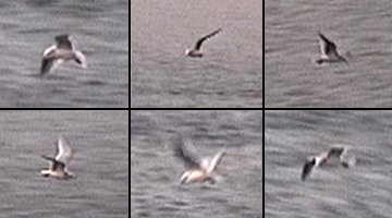 Fort Chambley, QC - Dec. 3, 1994 - from video