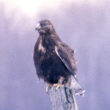 Armstrong Road, Gloucester, ON - Dec. 12, 1990 - dark phase