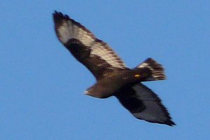 Rifle Road, Ottawa, ON - Dec. 4, 2008 - dark phase