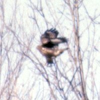Armstrong Road, Gloucester, ON - Nov. 30, 1990 - light phase