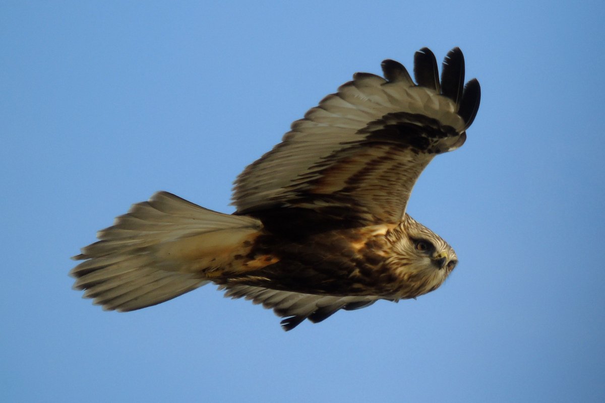 Cape Forchu, NS - Nov. 26, 2016 - light phase in flight