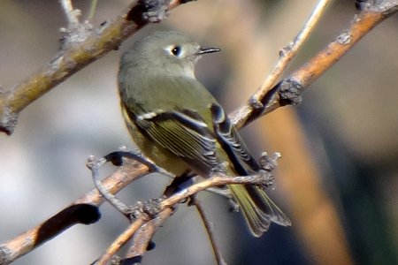 Boyce-Thompson Arboretum, Superior, AZ - Dec. 26, 2011