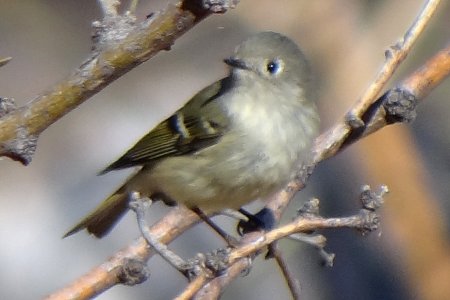 Boyce-Thompson Arboretum, Superior, AZ - Dec. 26, 2011