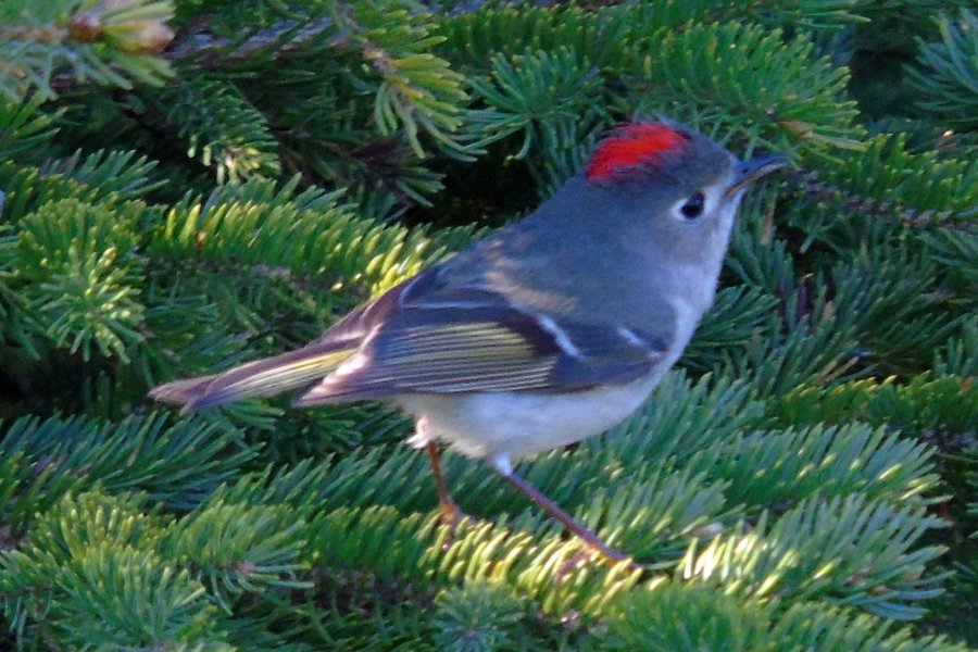 Cape Forchu, NS - May 17, 2016
