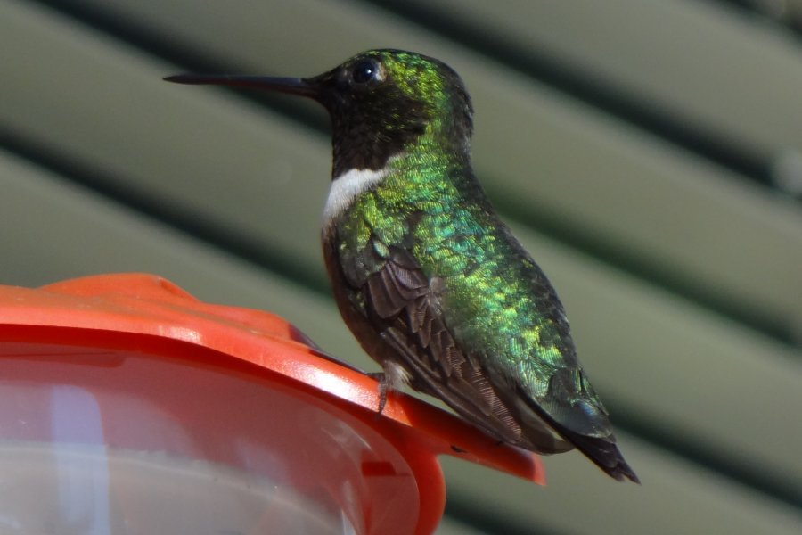 Tremont, NS - Jul. 12, 2012 - male