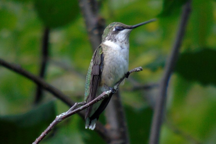 Middleton, NS - Aug. 22, 2016 - female