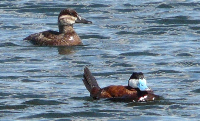 Casselman Sewage Lagoons, ON - Aug. 17, 2008 - male (lower right) and female in breeding plumage
