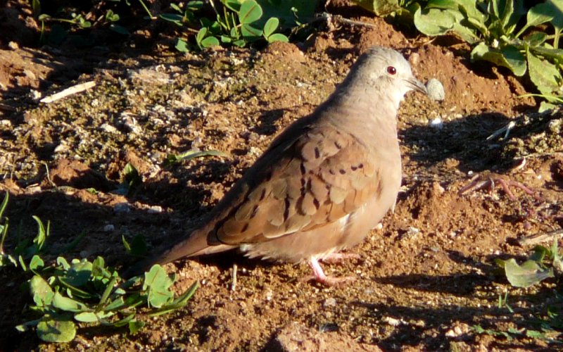 Gilbert Water Farms, Gilbert, AZ - Dec. 25, 2010 - male