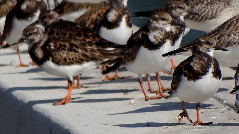 Sanibel Island Causeway, FL - Jan. 14, 2013 - winter plumage