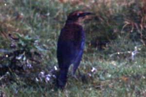 Seal Island, NS - Oct. 10, 1982 - fall female