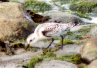 Brier Island, NS - Sep. 6, 1981