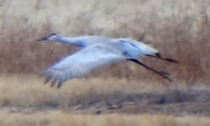 Bosque del Apache, NM - Dec. 20, 2011 - in flight