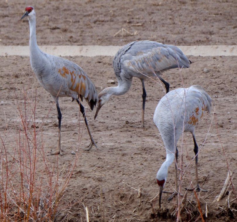 Bosque del Apache, NM - Dec. 20, 2011 - family group, young between parents