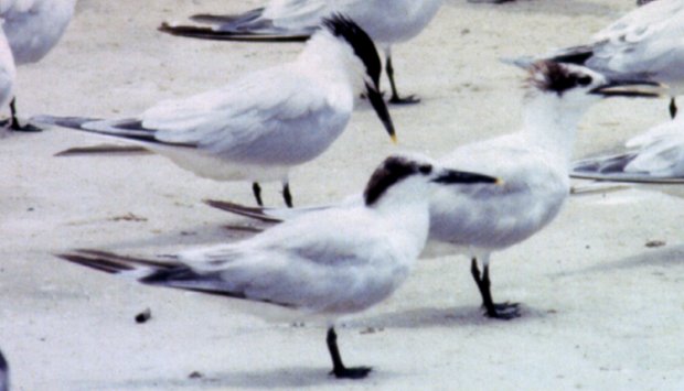 Fort Myers Beach, FL - May 8, 1985