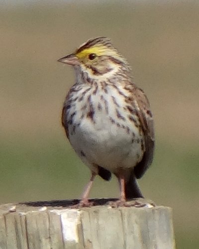 Township Road 150, N of Medicine Hat, AB - May 17, 2013