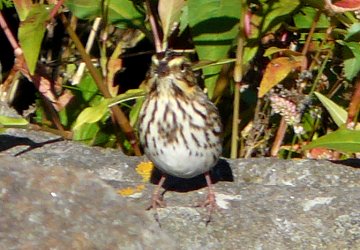 Brier Island, NS - September 5, 2010