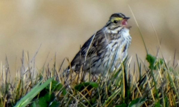 Fort Bragg, CA - May 3, 2013