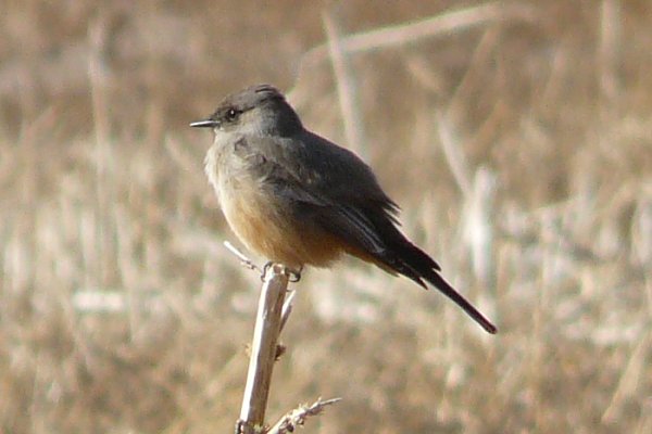 San Pedro River Reserve, Dudleyville, AZ - Jan. 2, 2011