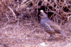 Falcon State Park, TX - Apr. 5, 1986