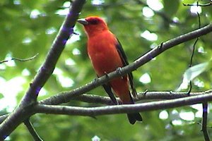 Ferguson Forest Station, Kemptville, ON - Jun. 26, 2004 - breeding male