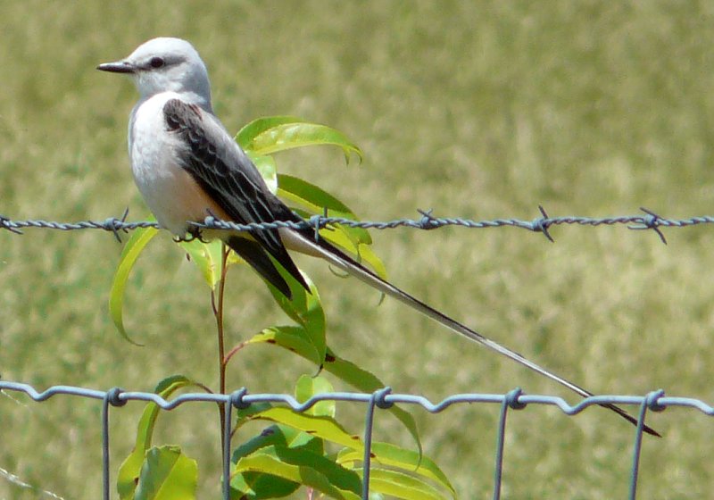 c. Ozark, AR - May 20, 2010