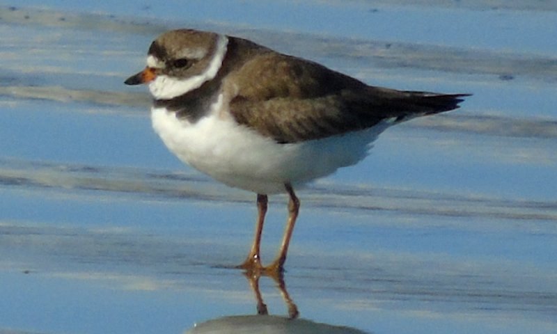 Daniel's Head, Cape Sable Island, NS - Jul. 23, 2015 - breeding plumage