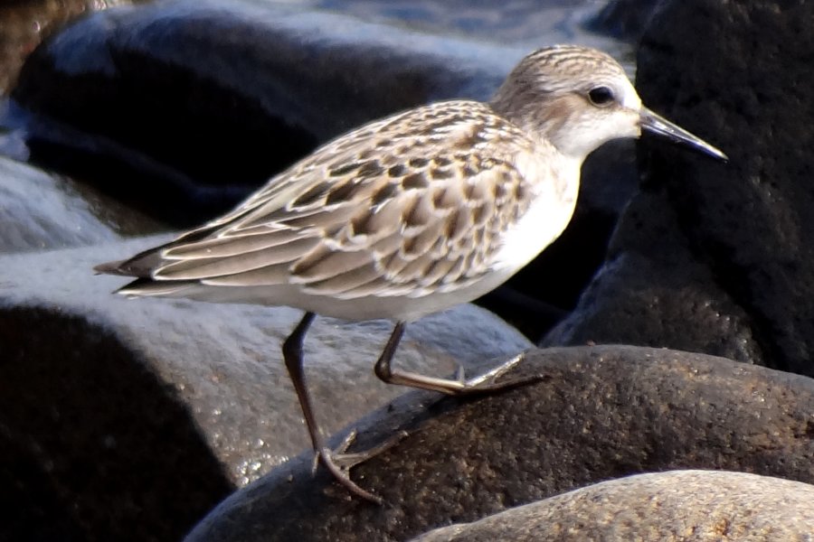 Brier Island, N.S. - Sep. 13, 2014