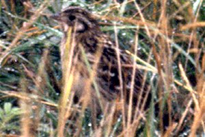 Ile Varennes, QC - Sep. 17, 1989