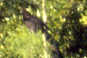 Loxahatchee NWR, FL - May 9, 1985