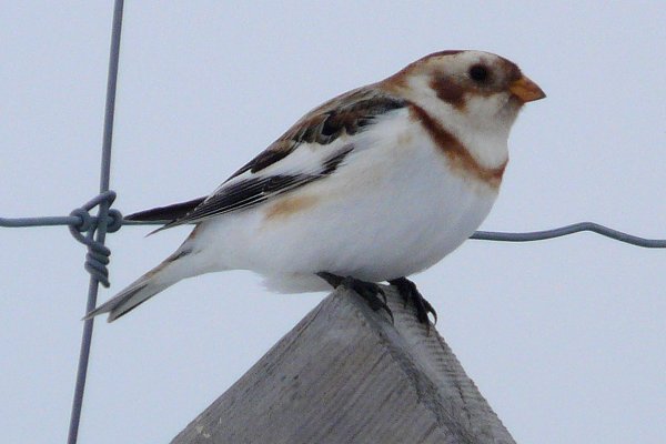 Bearbrook, ON - Dec. 30, 2007