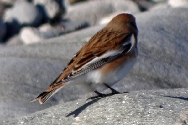 Hawk Beach, Cape Sable Island, NS - Nov. 20, 2013