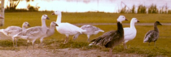 Wascana Park, Regina, SK - Aug. 13, 1977
