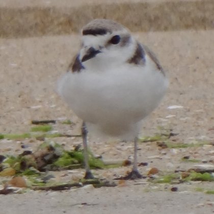 Tijuana Slough National Wildlife Refuge, Seacoast Drive Beach Trail, CA - Apr. 24, 2013