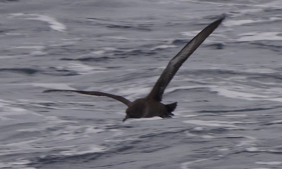 Offshore from Sambro, NS  - Sep. 21, 2013 - in flight