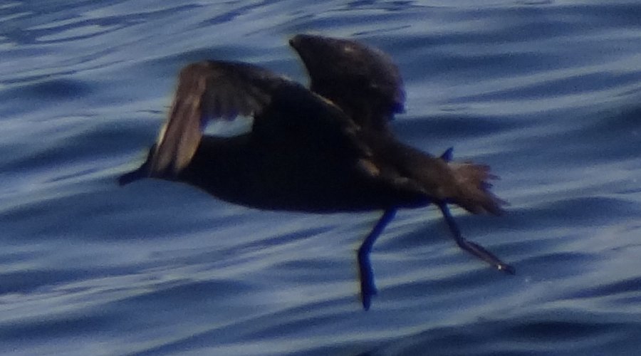 Offshore from Ventura, Santa Barbara Co., CA  - Apr. 27, 2013