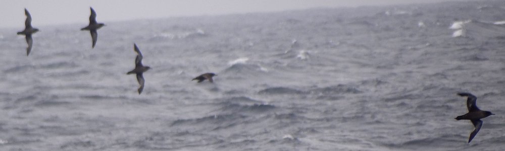 Offshore from Ventura, Santa Barbara Co., CA  - Apr. 27, 2013 - group in flight